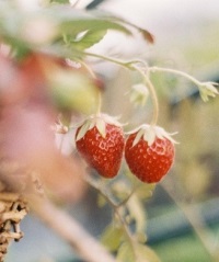 клубника